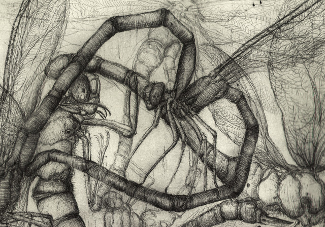 Dragonfies in love, Art print: etching, 2011, 35×50 cm
