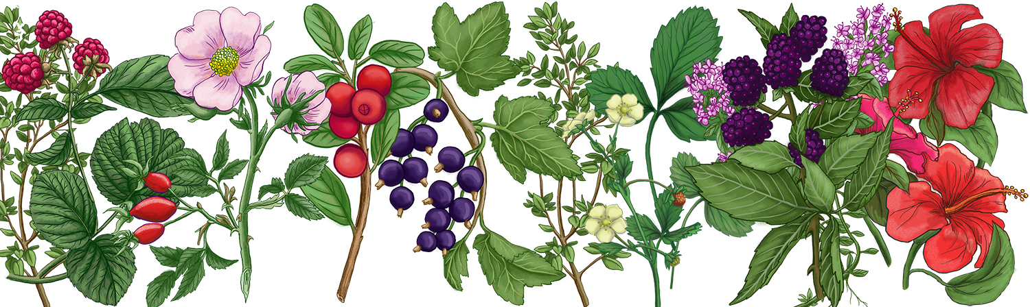 Herbal illustrations
