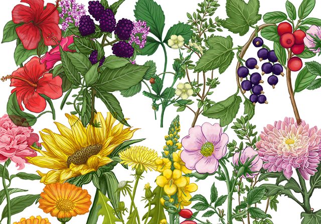 Botanical illustrations